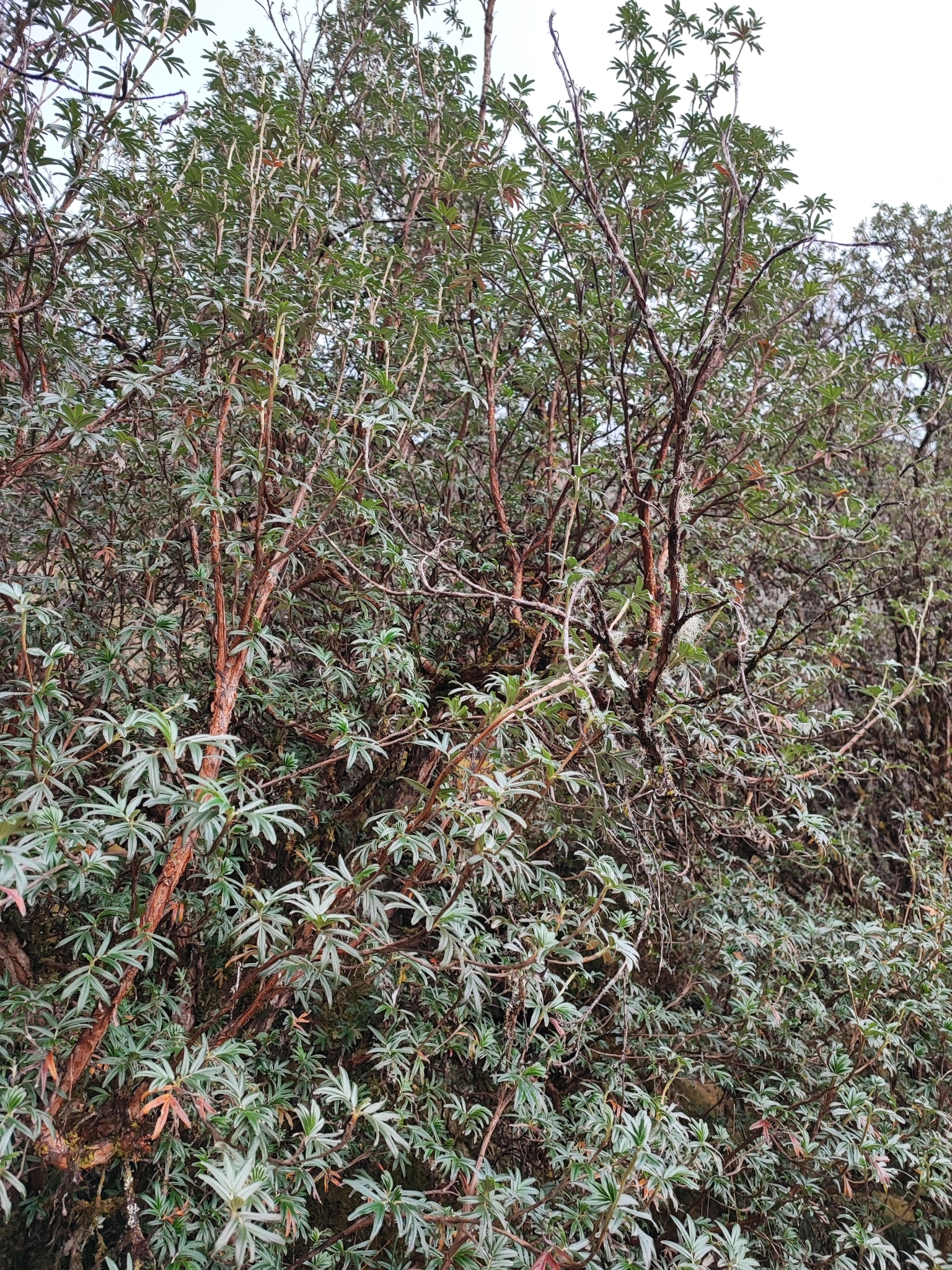 Polylepis canoi