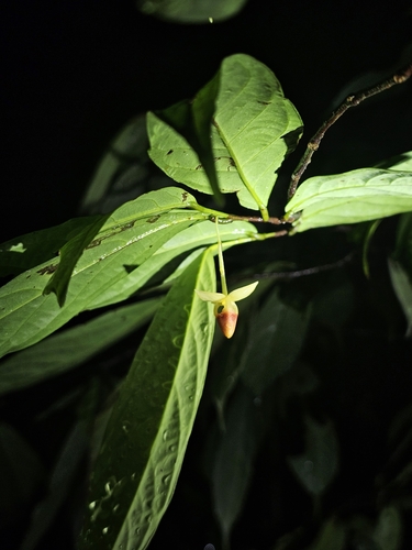 Orophea observed 2024-08-31