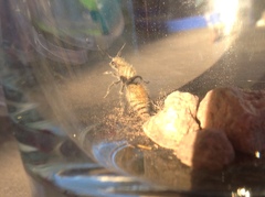 Dasymutilla eminentia