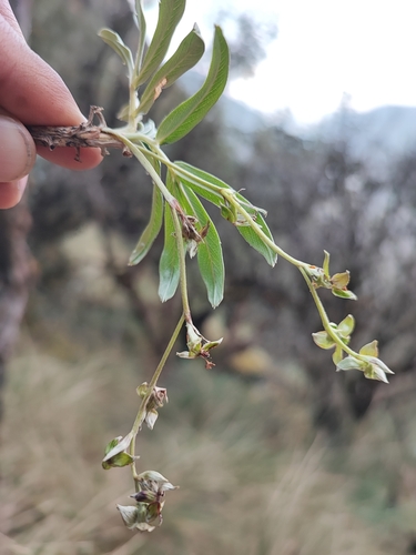 Image of Polylepis Canoi (Polylepis canoi) by no rights reserved