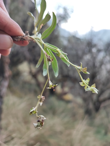 Image of Polylepis Canoi (Polylepis canoi) by no rights reserved