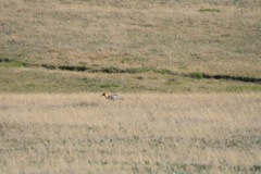 Theristicus branickii