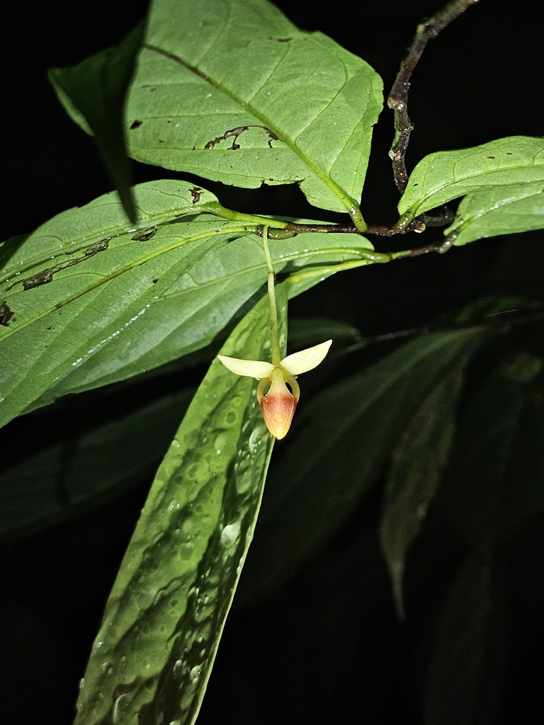 Orophea enterocarpa
