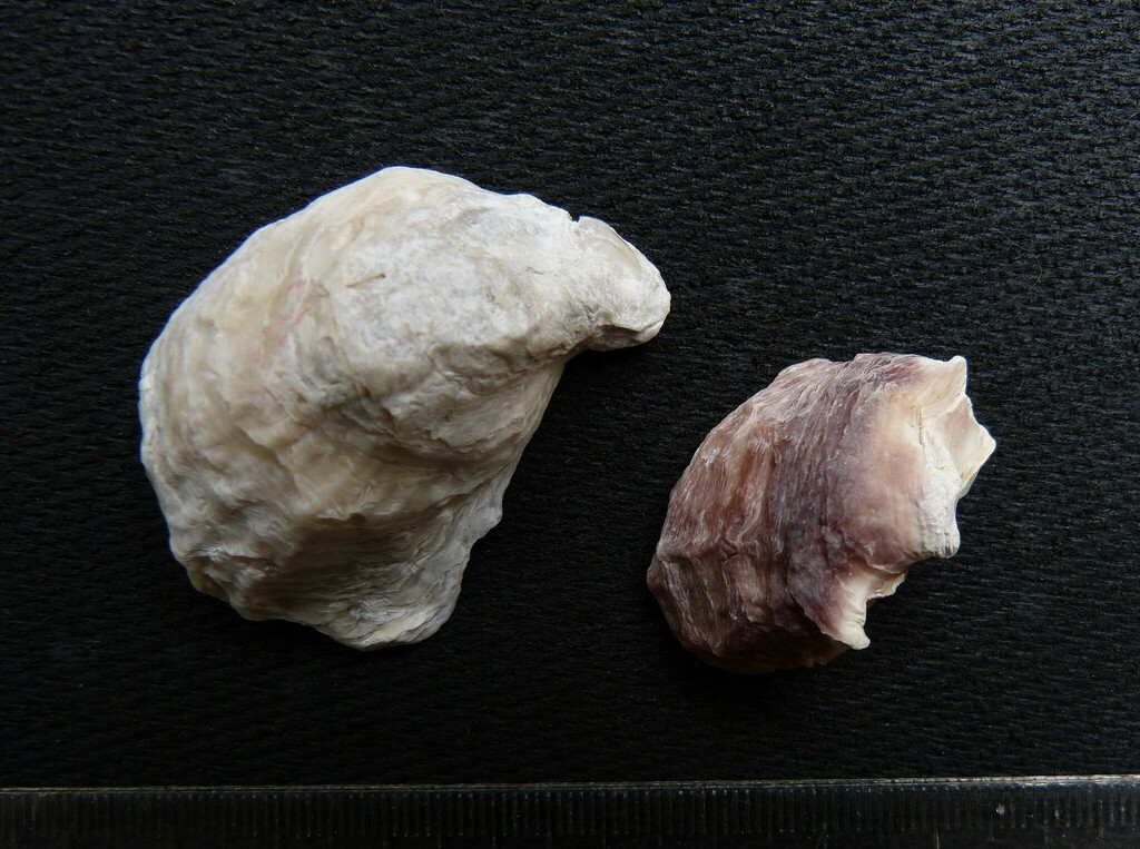 Columbia Black Oyster