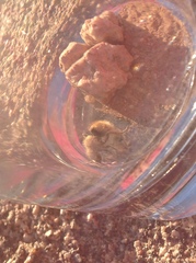 Dasymutilla eminentia