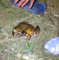Leptodactylus pentadactylus