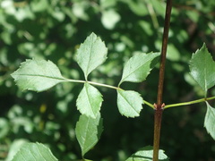 Fraxinus dipetala