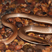 Burton's Snake-Lizard - Photo (c) Matt, some rights reserved (CC BY)