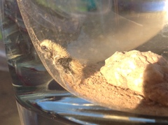 Dasymutilla eminentia