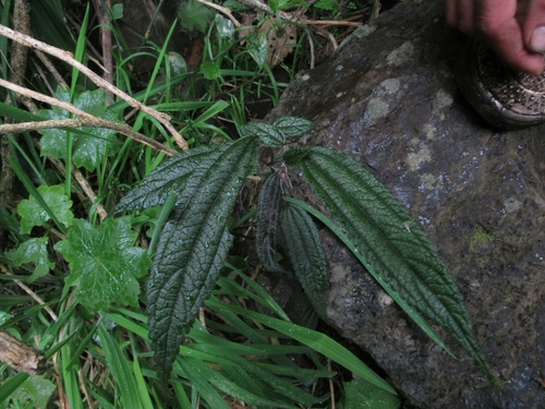 Boehmeria celtidifolia