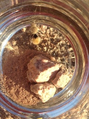 Dasymutilla eminentia