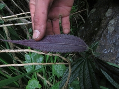 Boehmeria celtidifolia