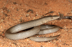 Burton's Legless Lizard photo 2