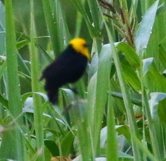 Chrysomus icterocephalus