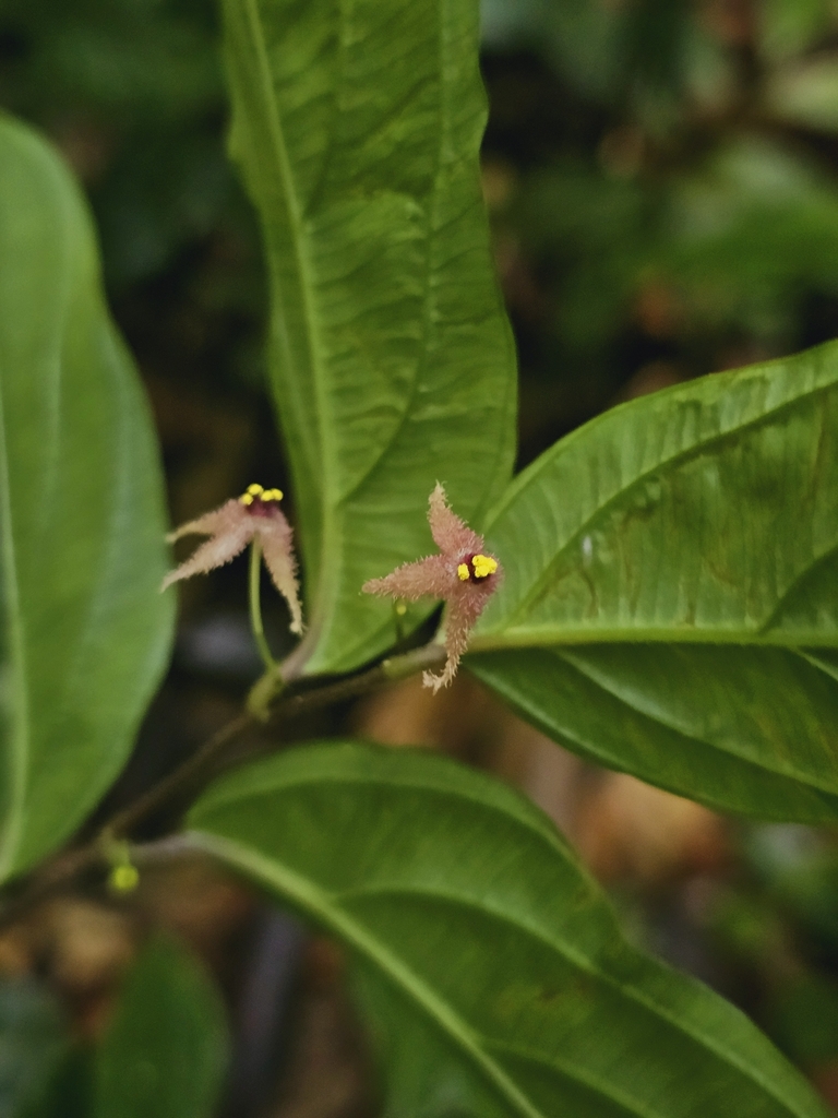 Stichoneuron bognerianum
