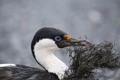 Leucocarbo bransfieldensis
