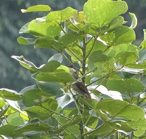 Pale-throated Greenbul (Atimastillas flavigula), photo 10