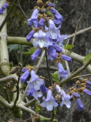 Paulownia tomentosa