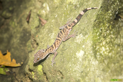 Goniurosaurus catbaensis