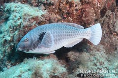 Parrotfish photo 2