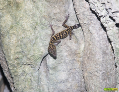 Goniurosaurus catbaensis