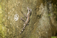 Goniurosaurus catbaensis