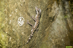 Goniurosaurus catbaensis