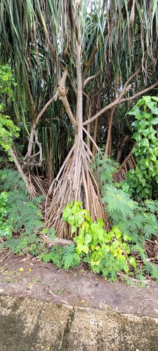 Pandanus tectorius observed 2024-10-08