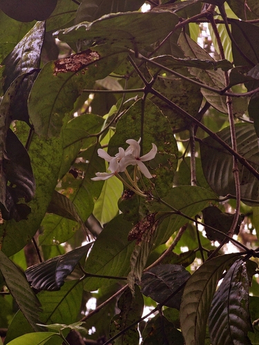 Kopsia singapurensis, photograph 5