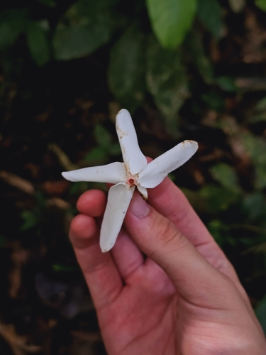 Image of Kopsia singapurensis by (c) pbsg, some rights reserved (CC BY)