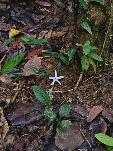 Image of Kopsia singapurensis by (c) pbsg, some rights reserved (CC BY)