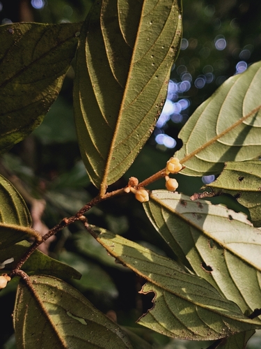 Popowia pisocarpa observed 2024-08-31