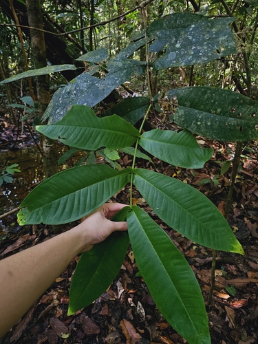 Marsh kelat (Syzygium papillosum)