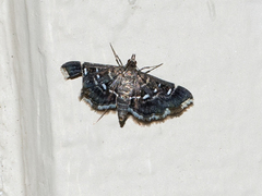 Diathrausta reconditalis