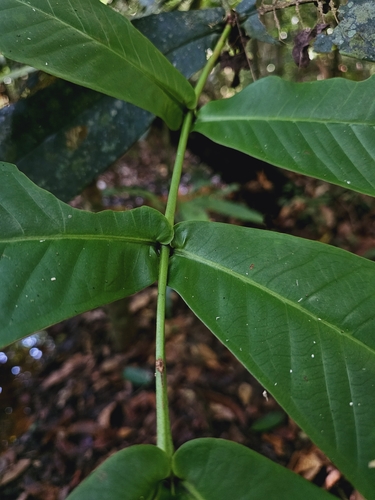 Image of Syzygium papillosum by (c) pbsg, some rights reserved (CC BY)