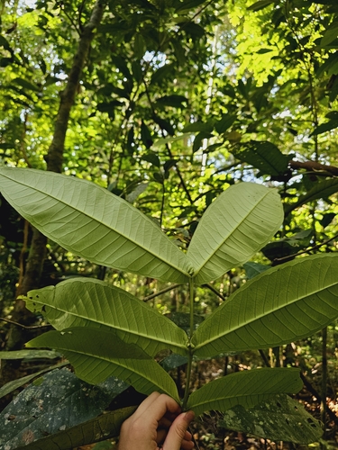 Image of Syzygium papillosum by (c) pbsg, some rights reserved (CC BY)