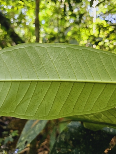 Image of Syzygium papillosum by (c) pbsg, some rights reserved (CC BY)