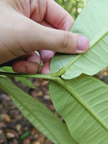 Image of Syzygium papillosum by (c) pbsg, some rights reserved (CC BY)