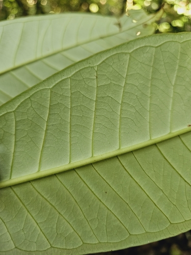 Image of Syzygium papillosum by (c) pbsg, some rights reserved (CC BY)
