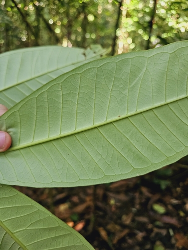 Image of Syzygium papillosum by (c) pbsg, some rights reserved (CC BY)