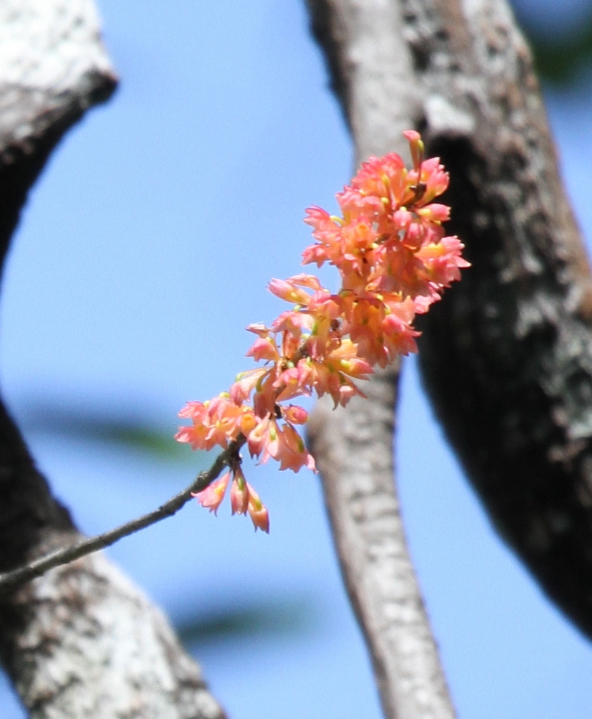 Dendrobium faciferum J.J.Sm.