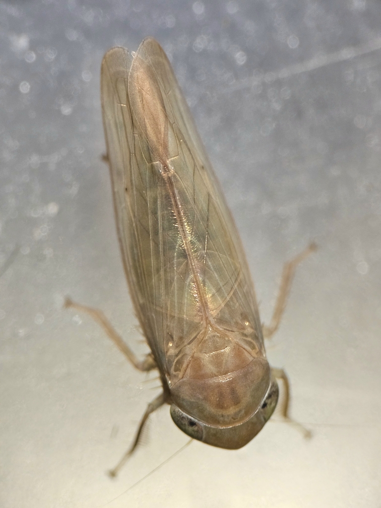 Chlorotettix tunicatus
