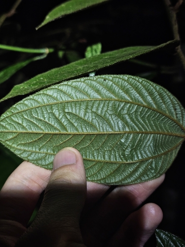 Image of Ziziphus oenopolia by (c) pbsg, some rights reserved (CC BY)