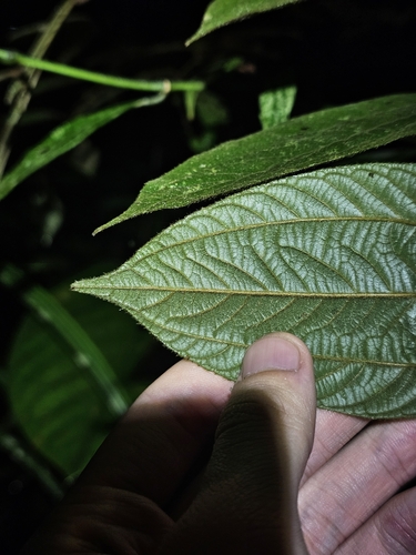 Image of Ziziphus oenopolia by (c) pbsg, some rights reserved (CC BY)