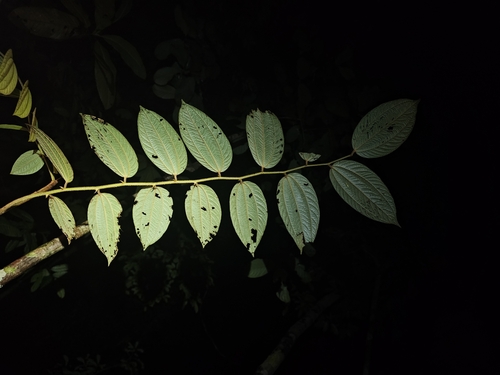 Image of Ziziphus oenopolia by (c) pbsg, some rights reserved (CC BY)