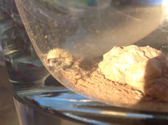 Dasymutilla eminentia