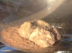 Dasymutilla eminentia