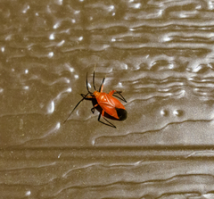 Coccobaphes frontifer