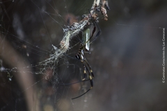 Trichonephila clavipes