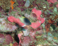 Chrysiptera rollandi